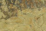 Pennsylvanian, Fossil Microbial Mat - Oklahoma #133147-1